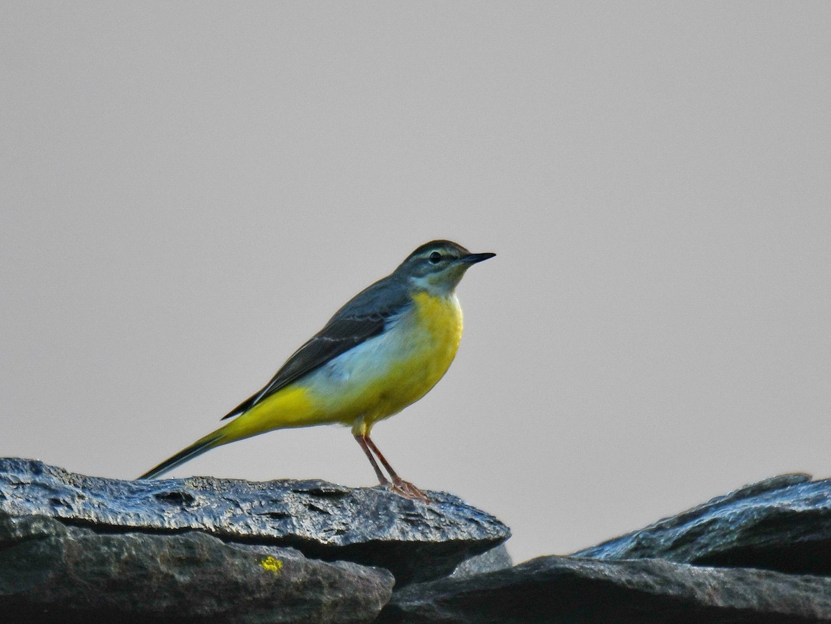 נחליאלי זנבתן - ML647454053