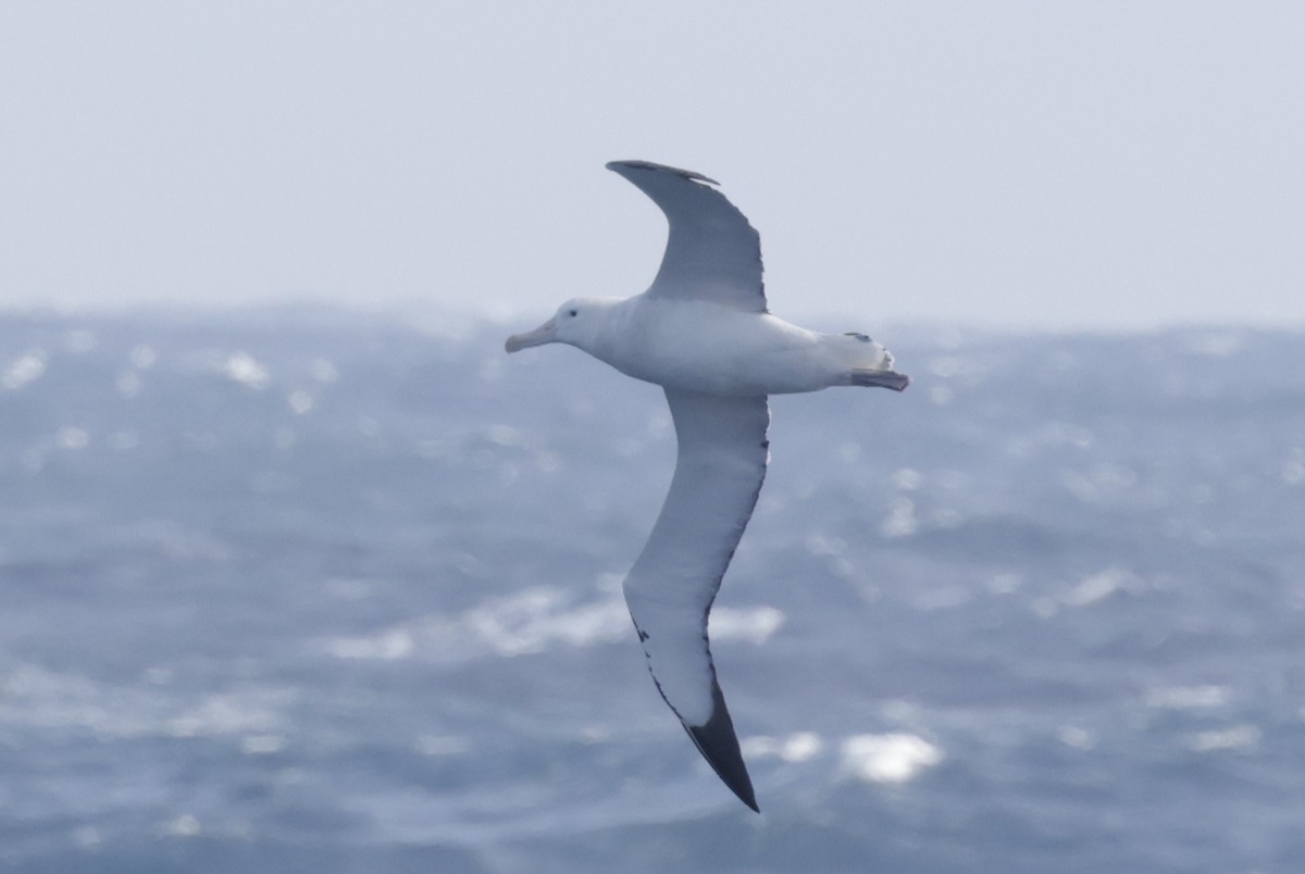 Antipodean Albatross (Gibson's) - ML647454057