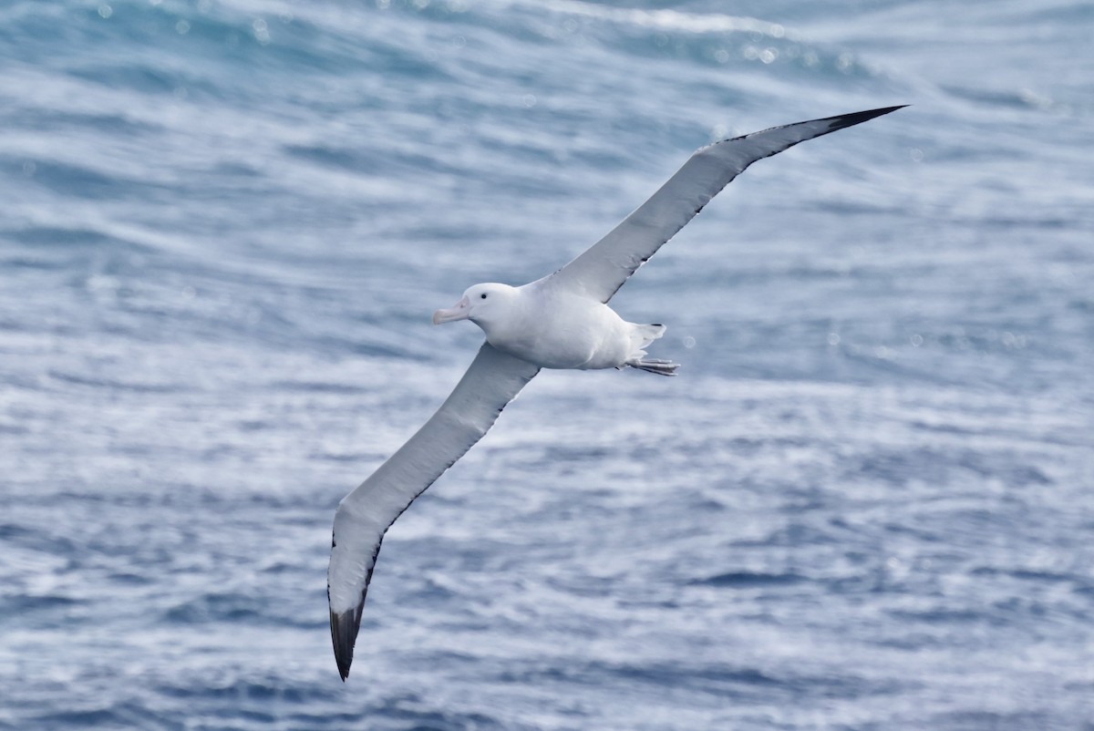 Antipodean Albatross (Gibson's) - ML647454058