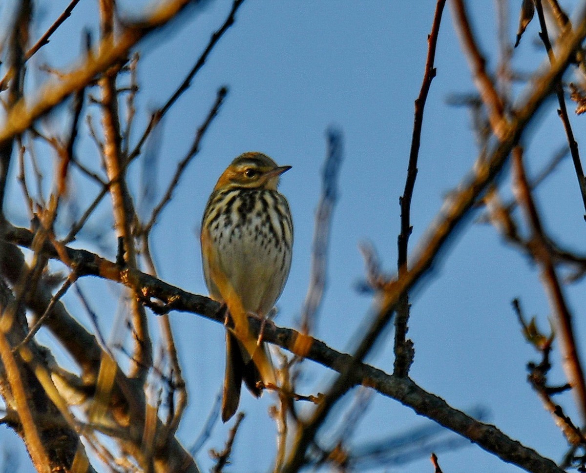 פפיון זיתי - ML647454059