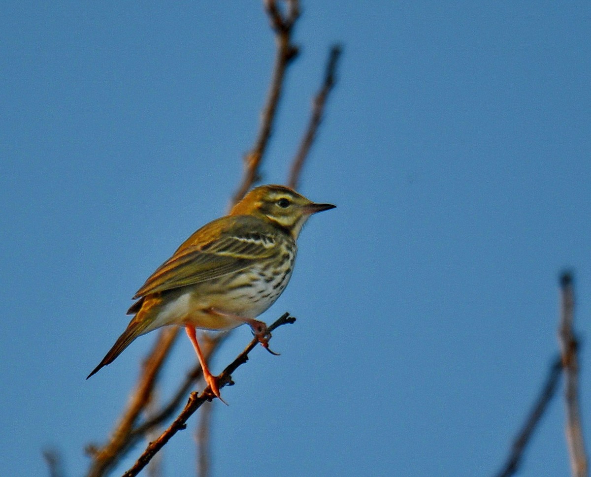 פפיון זיתי - ML647454060