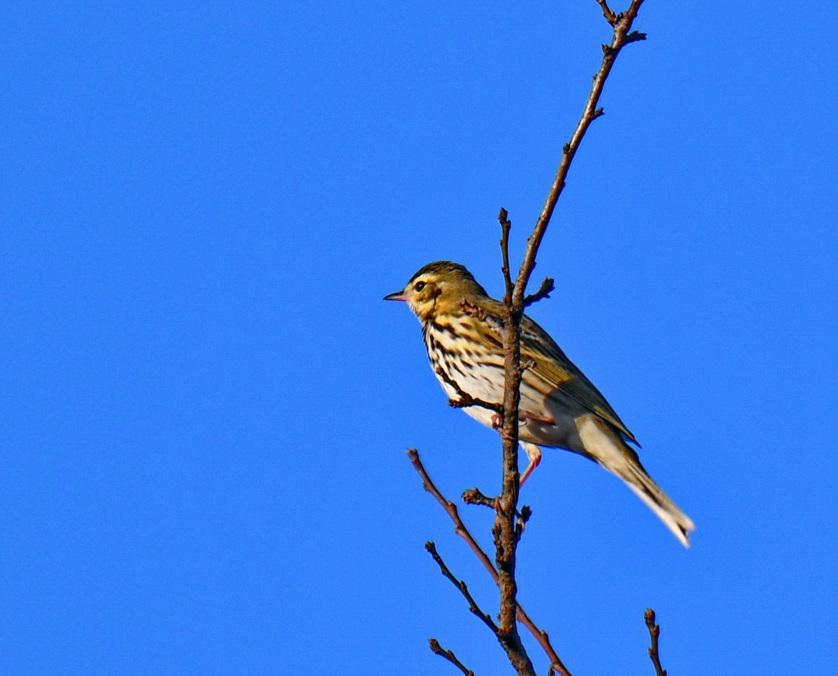 פפיון זיתי - ML647454061