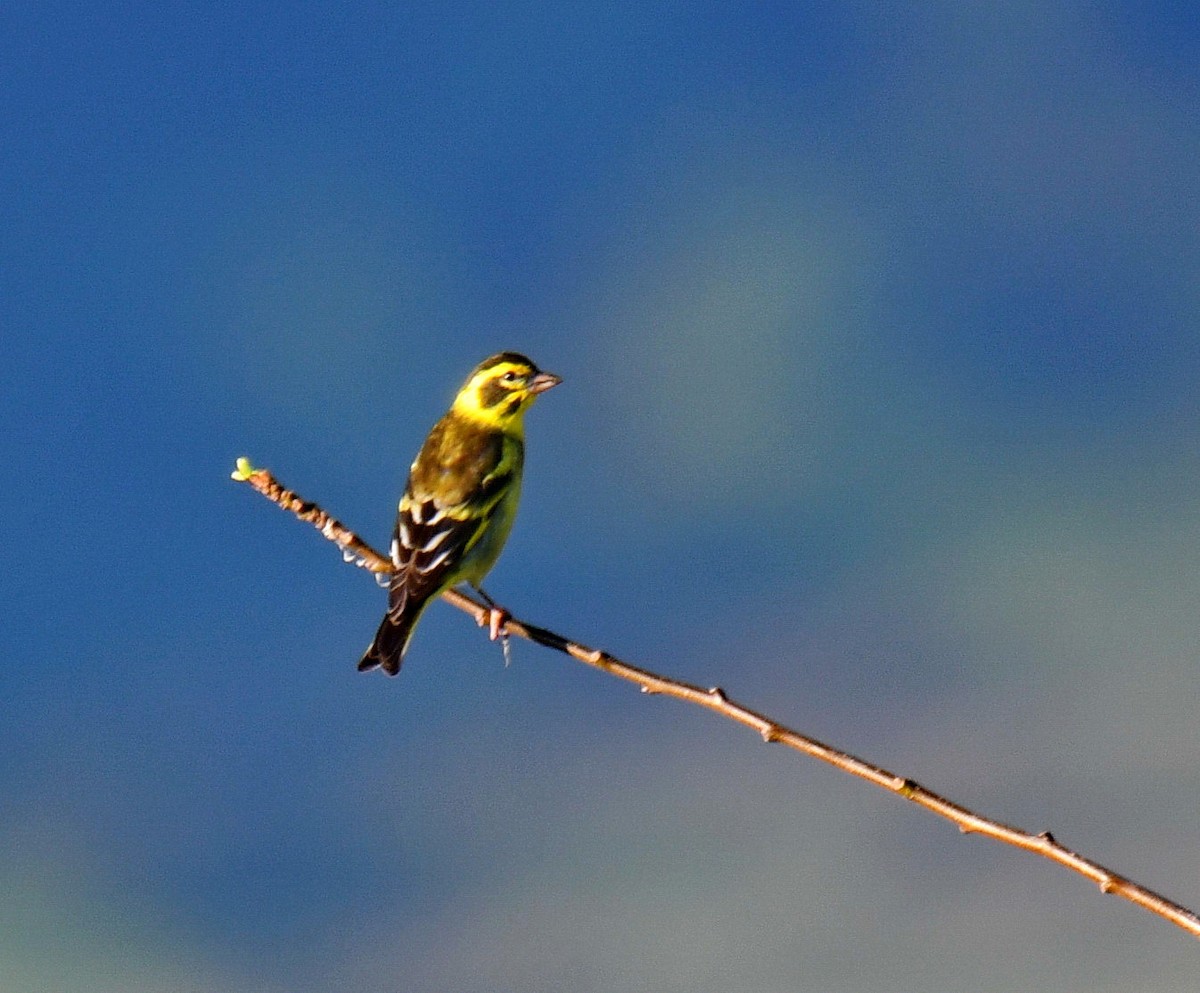 Yellow-breasted Greenfinch - ML647454065