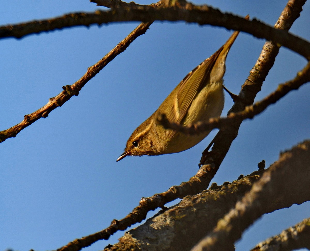 עלווית לבנת-גבות - ML647454066