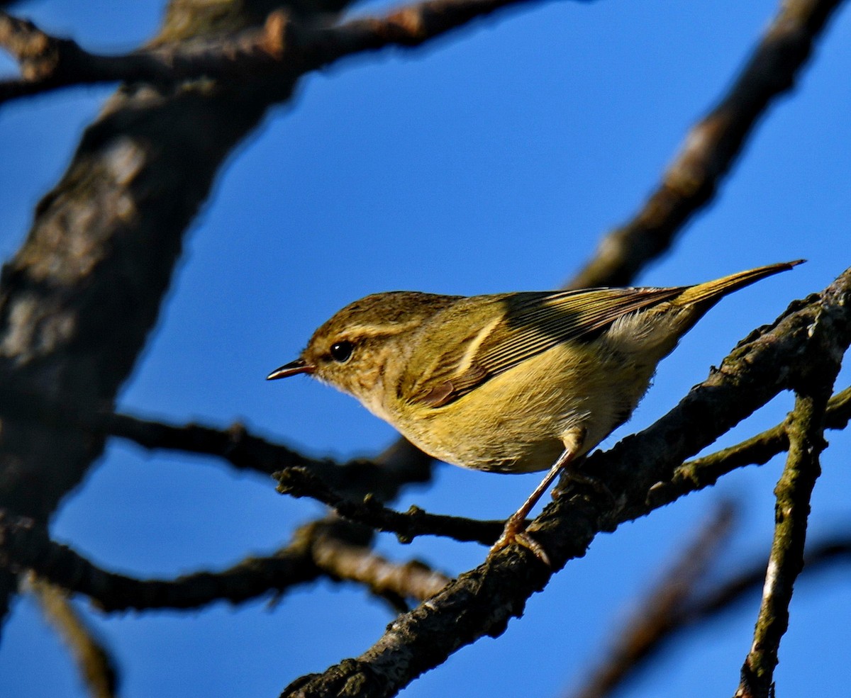 עלווית לבנת-גבות - ML647454068