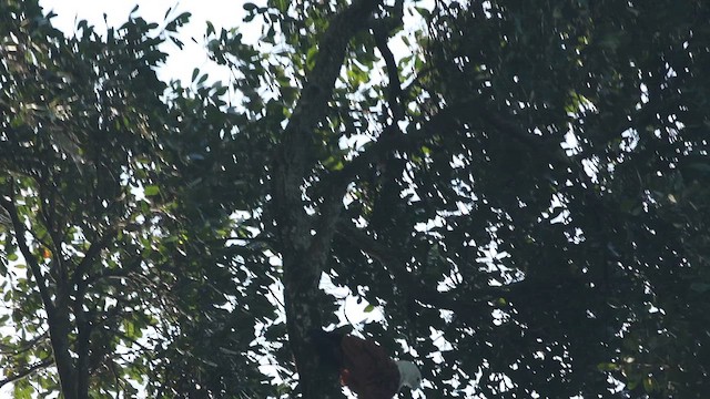 luňák bělohlavý - ML647454074