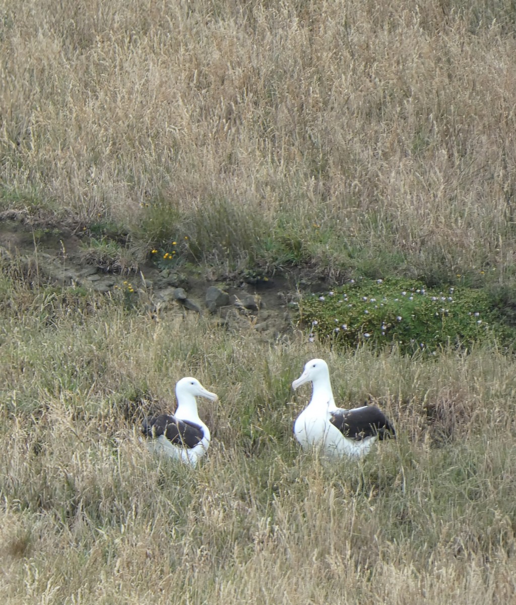 Альбатрос королівський північний - ML647454077