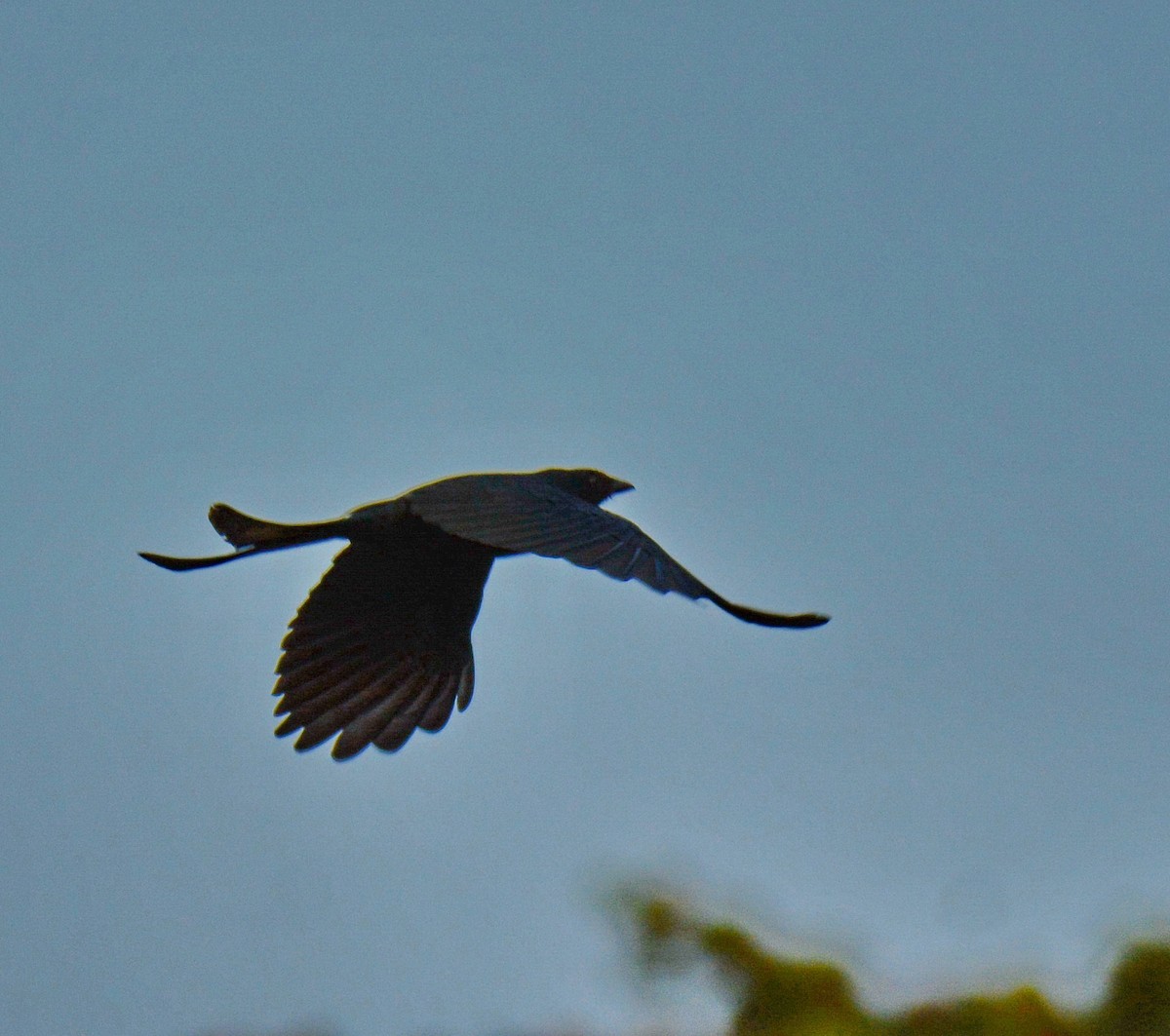 Black Drongo - ML647454085