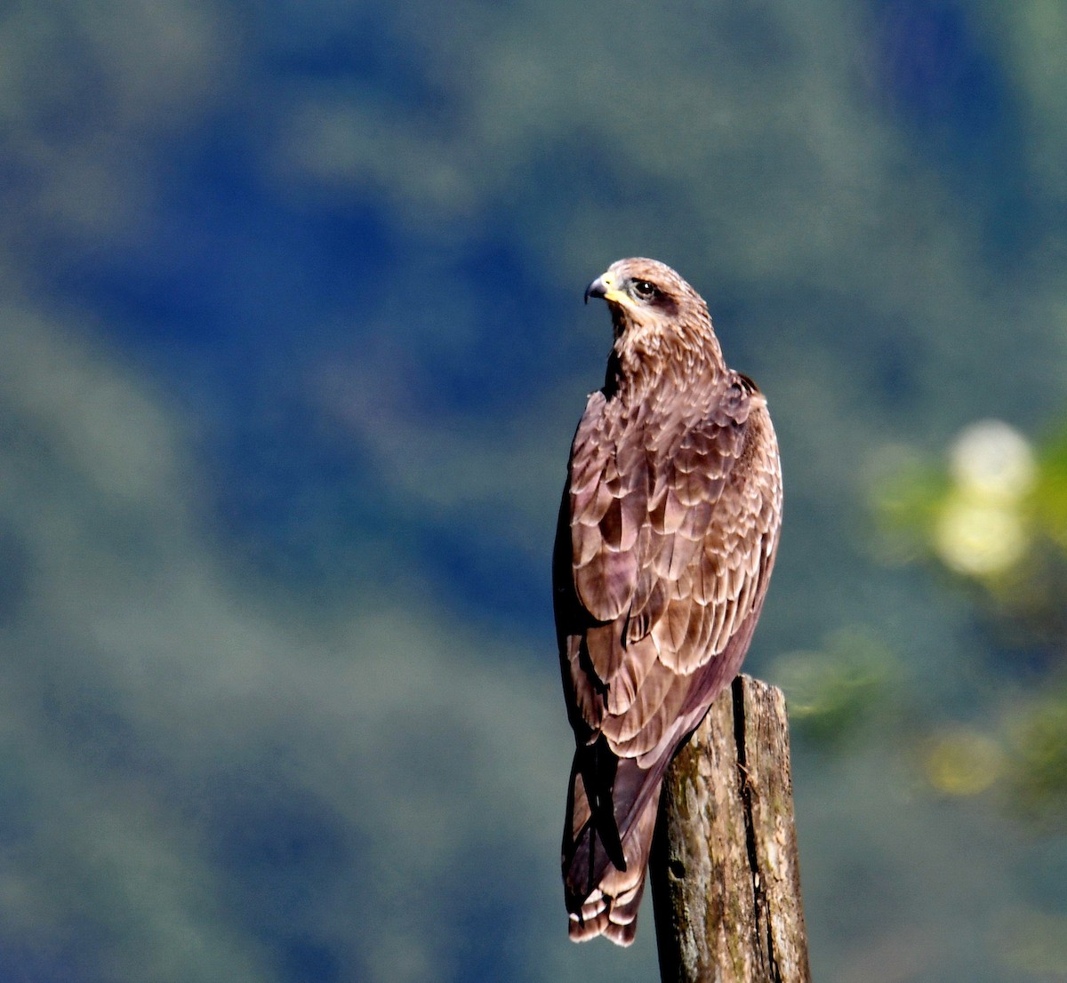 דיה שחורה - ML647454087