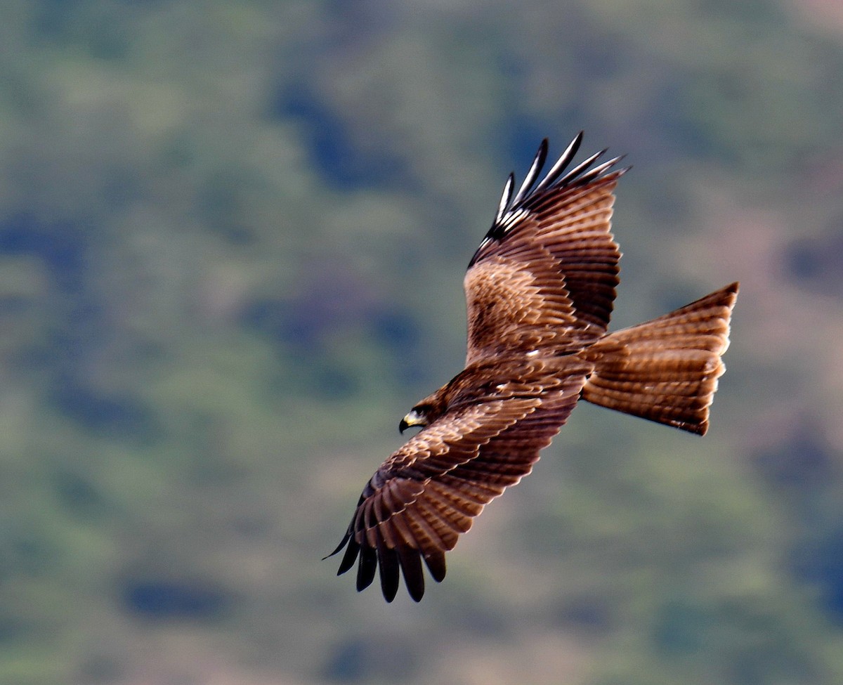 דיה שחורה - ML647454088