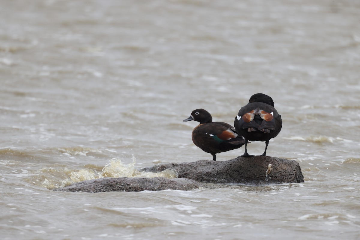 Tarro Australiano - ML647454091