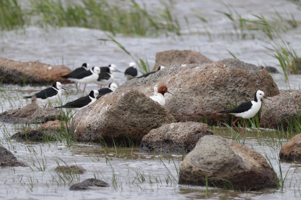 Cigüeñuela Australiana - ML647454093