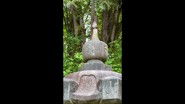 Chingolo Cantor - ML647454099