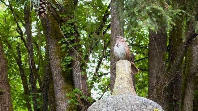 Chingolo Cantor - ML647454106