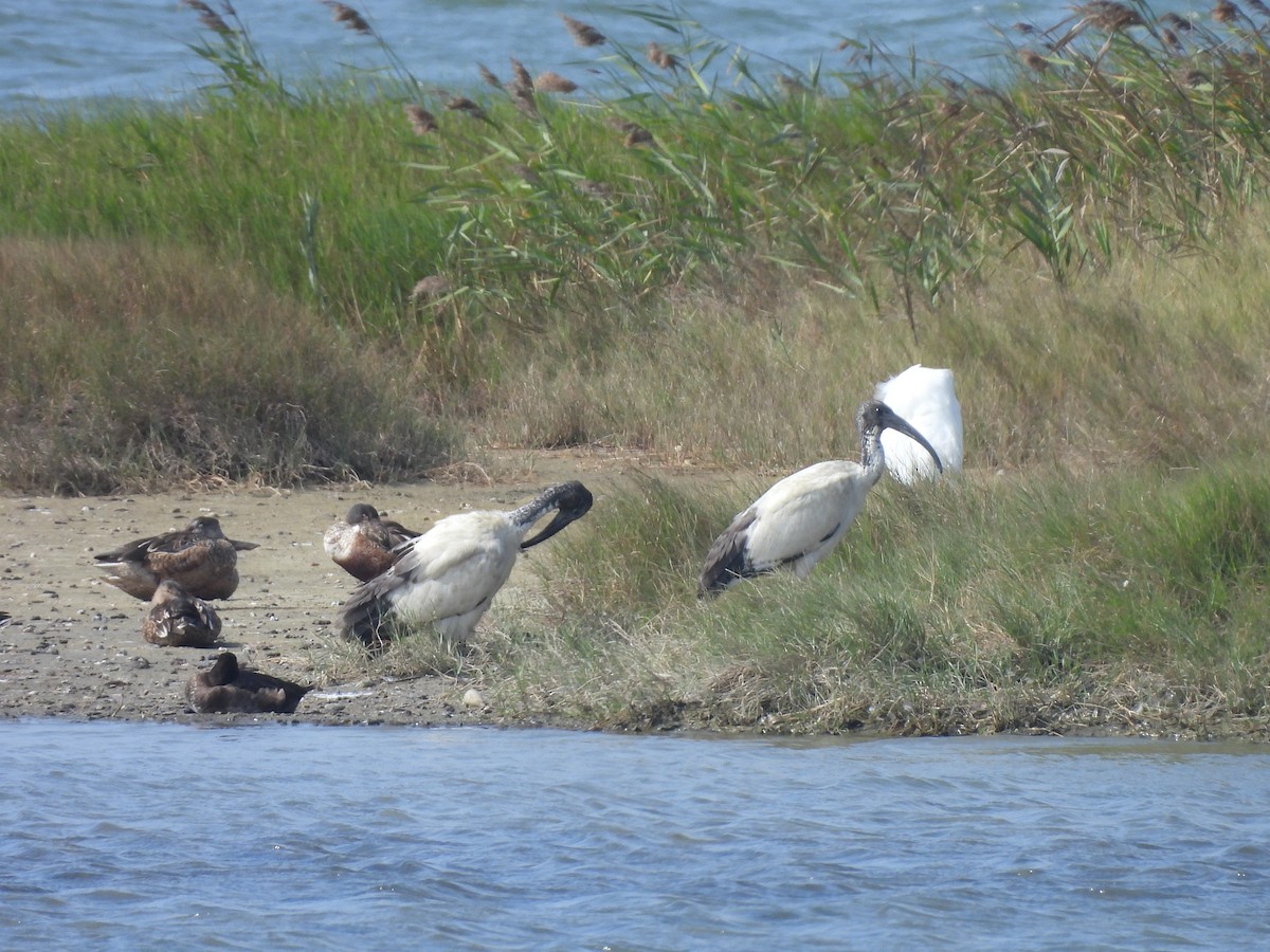 Ibis Sagrado - ML647454108