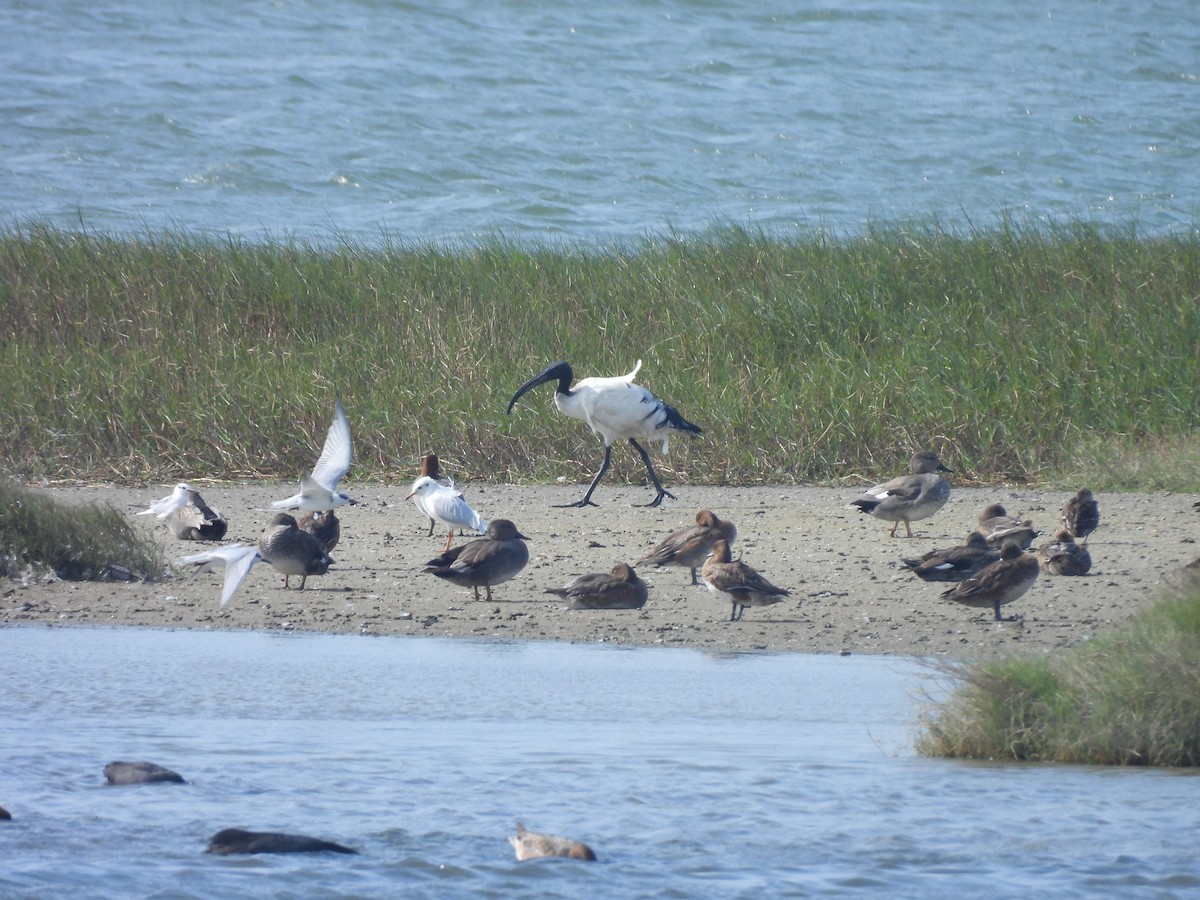 Ibis Sagrado - ML647454109