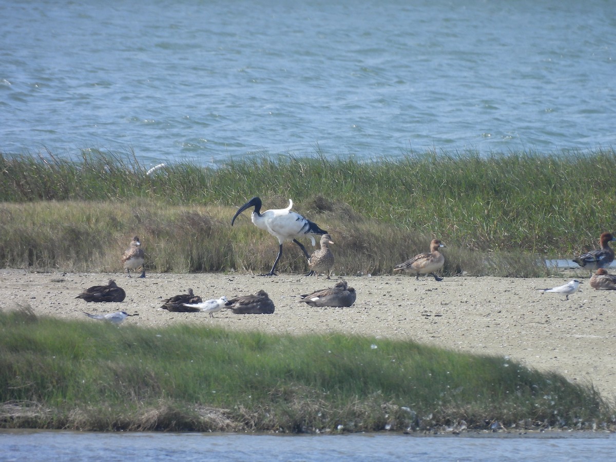 Ibis Sagrado - ML647454110