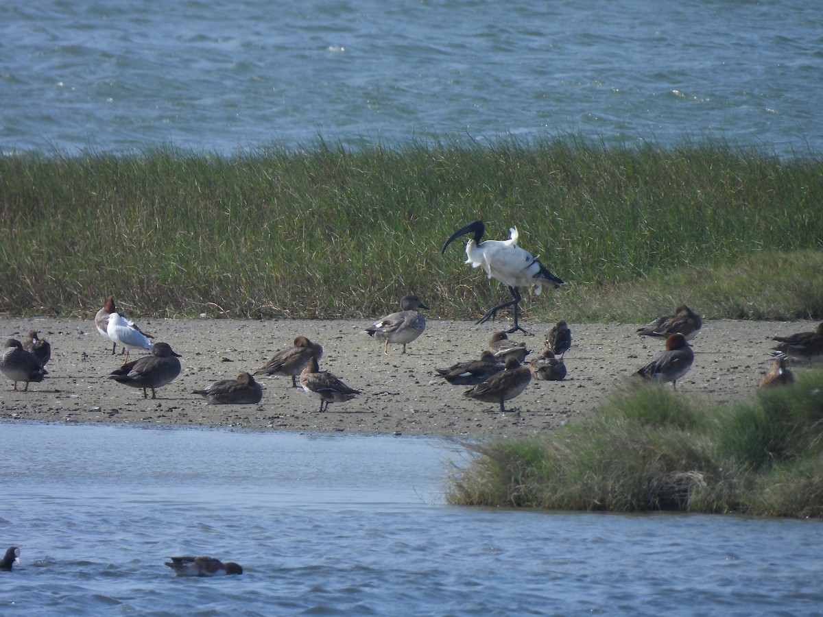 Ibis Sagrado - ML647454111