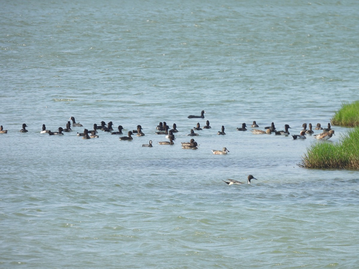Porrón Moñudo - ML647454115