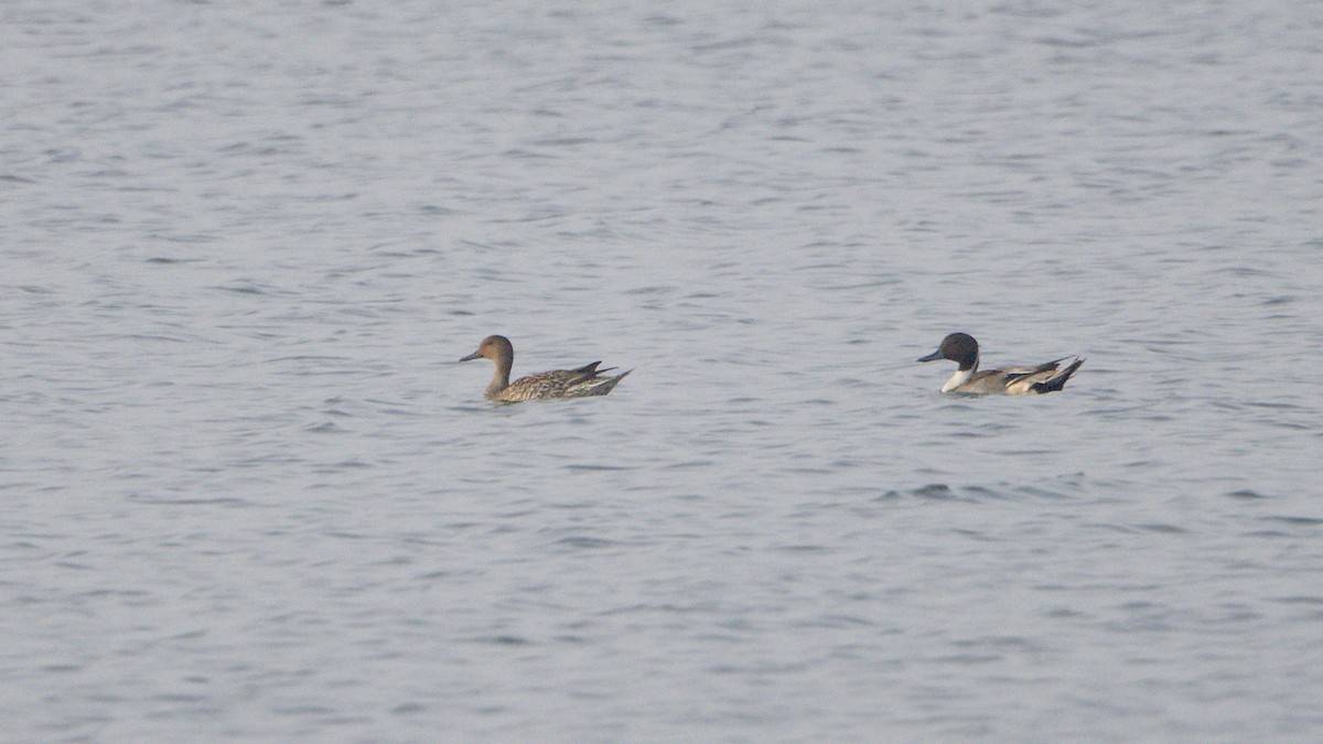 Ánade Rabudo - ML647454116