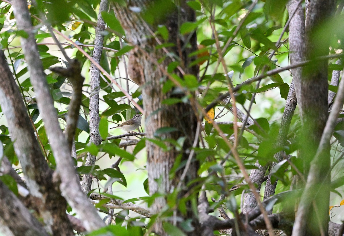Mosquitero Borealoide - ML647454117