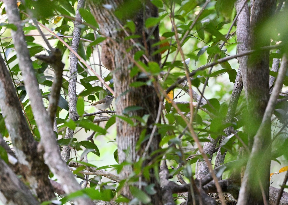 Mosquitero Borealoide - ML647454118
