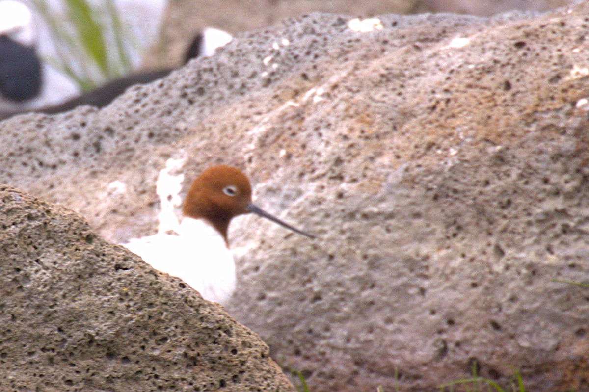 Avoceta Australiana - ML647454119