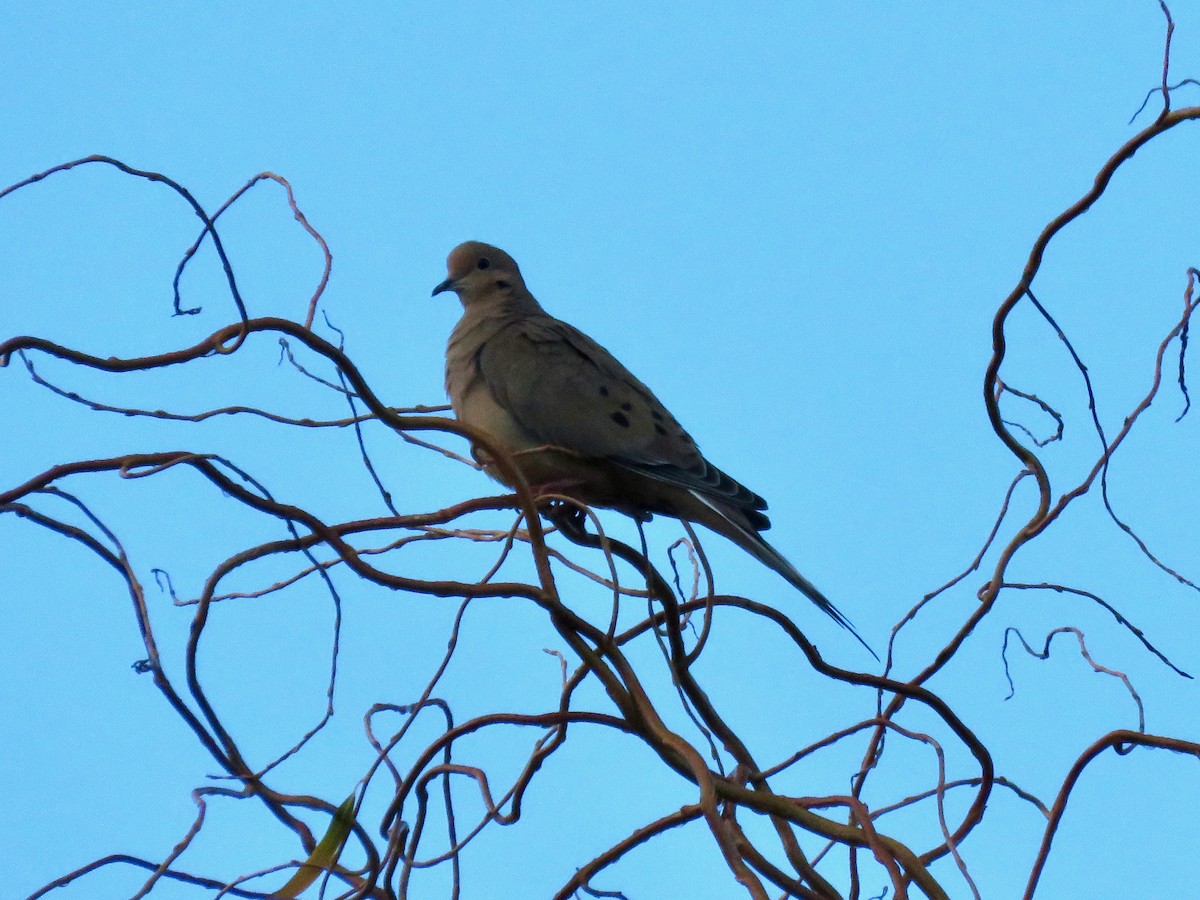 Zenaida Huilota - ML647454120