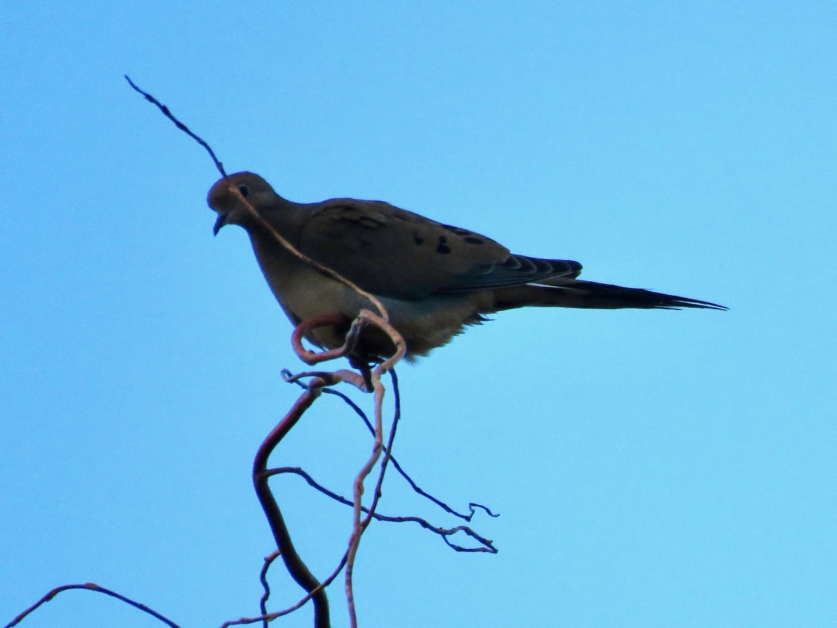 Zenaida Huilota - ML647454121