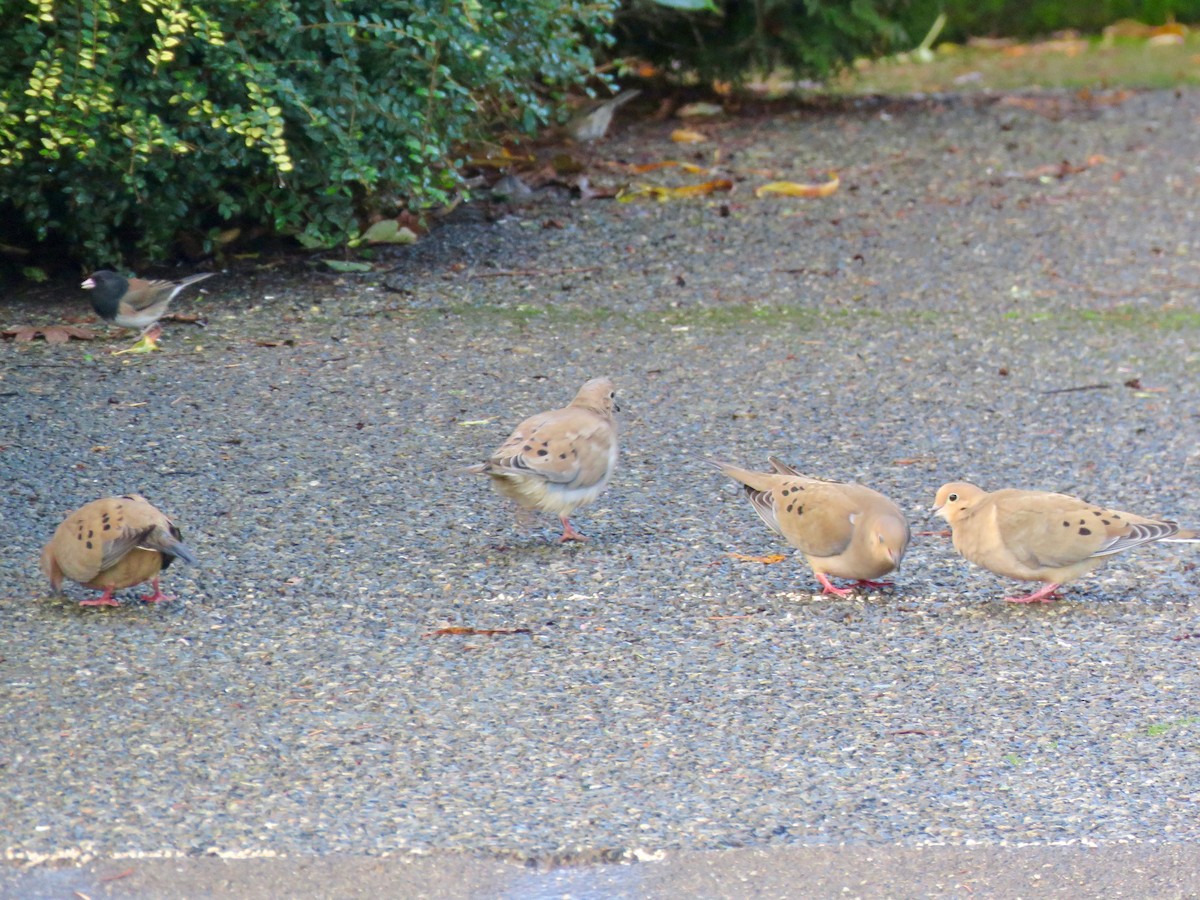 Zenaida Huilota - ML647454122