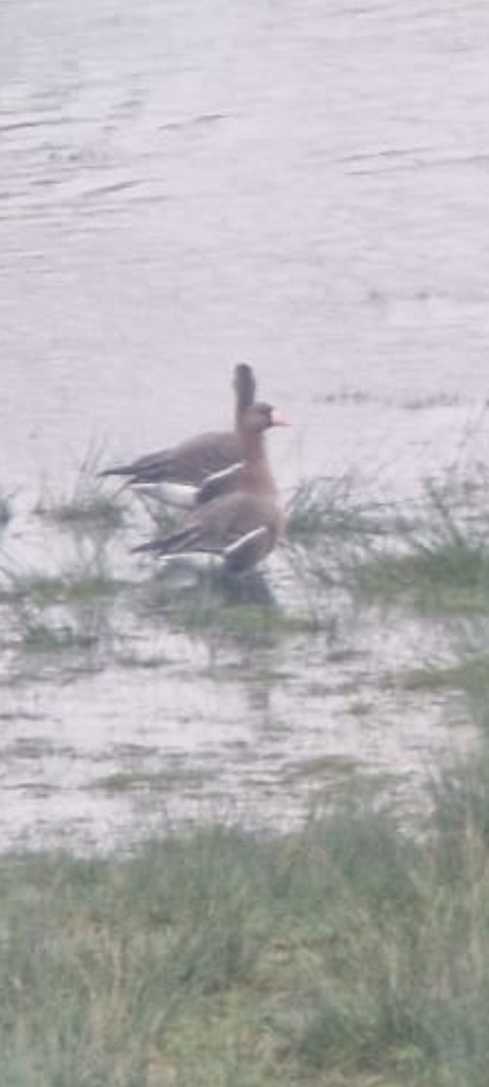 Ánsar Careto - ML647454125