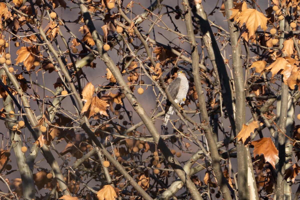 Gavilán Común - ML647454127