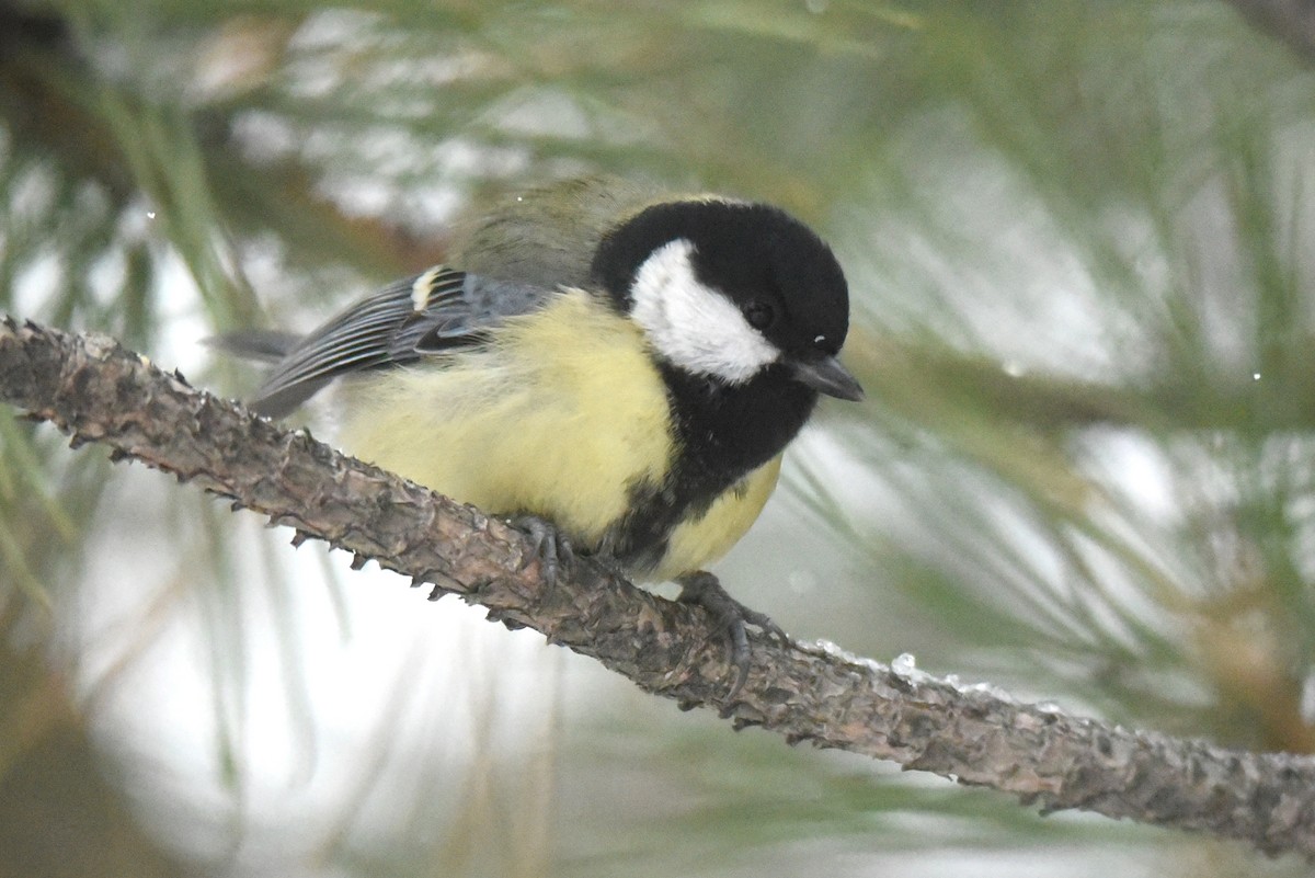 Carbonero Común (Euroasiático) - ML647454128