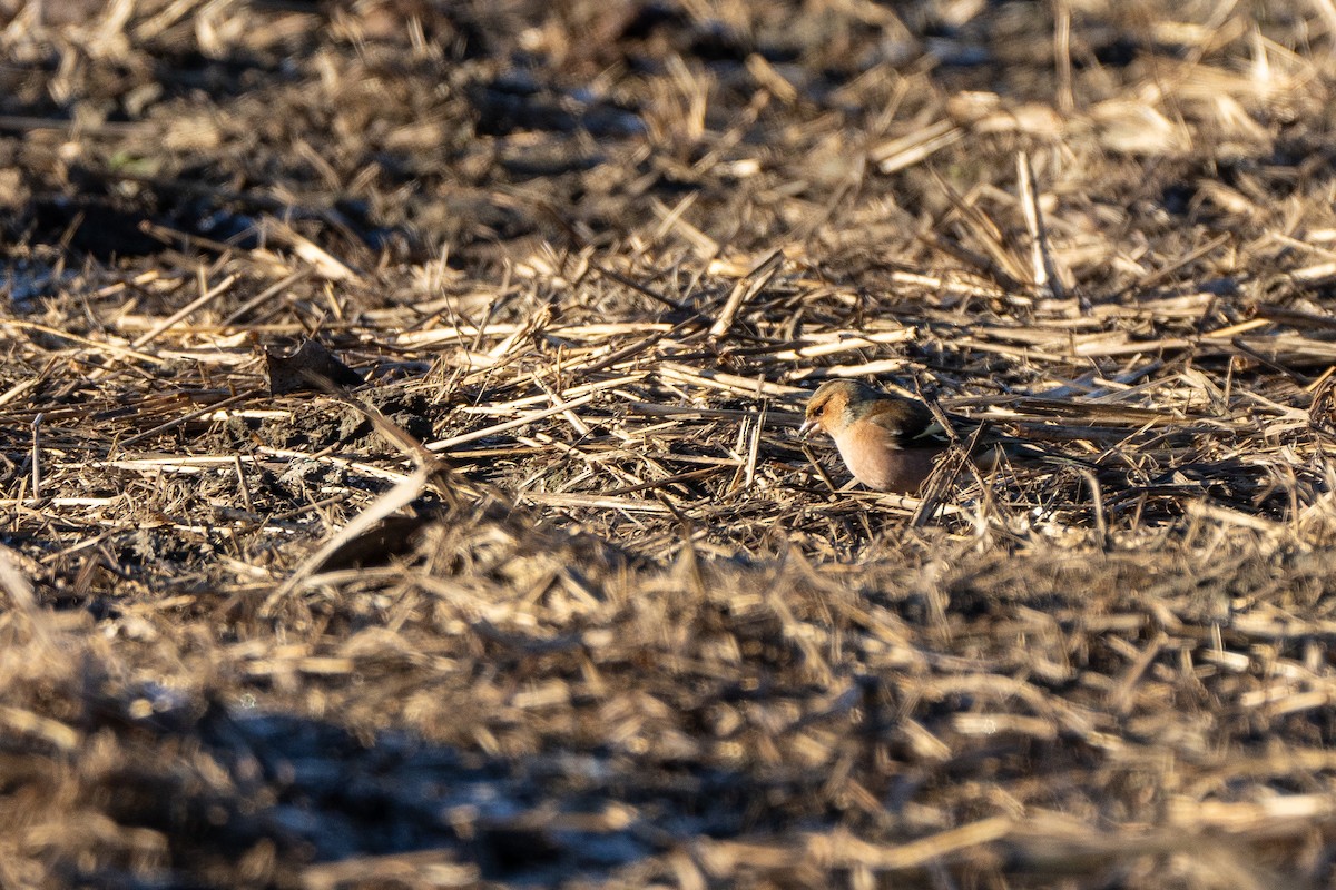 Pinzón Vulgar - ML647454130