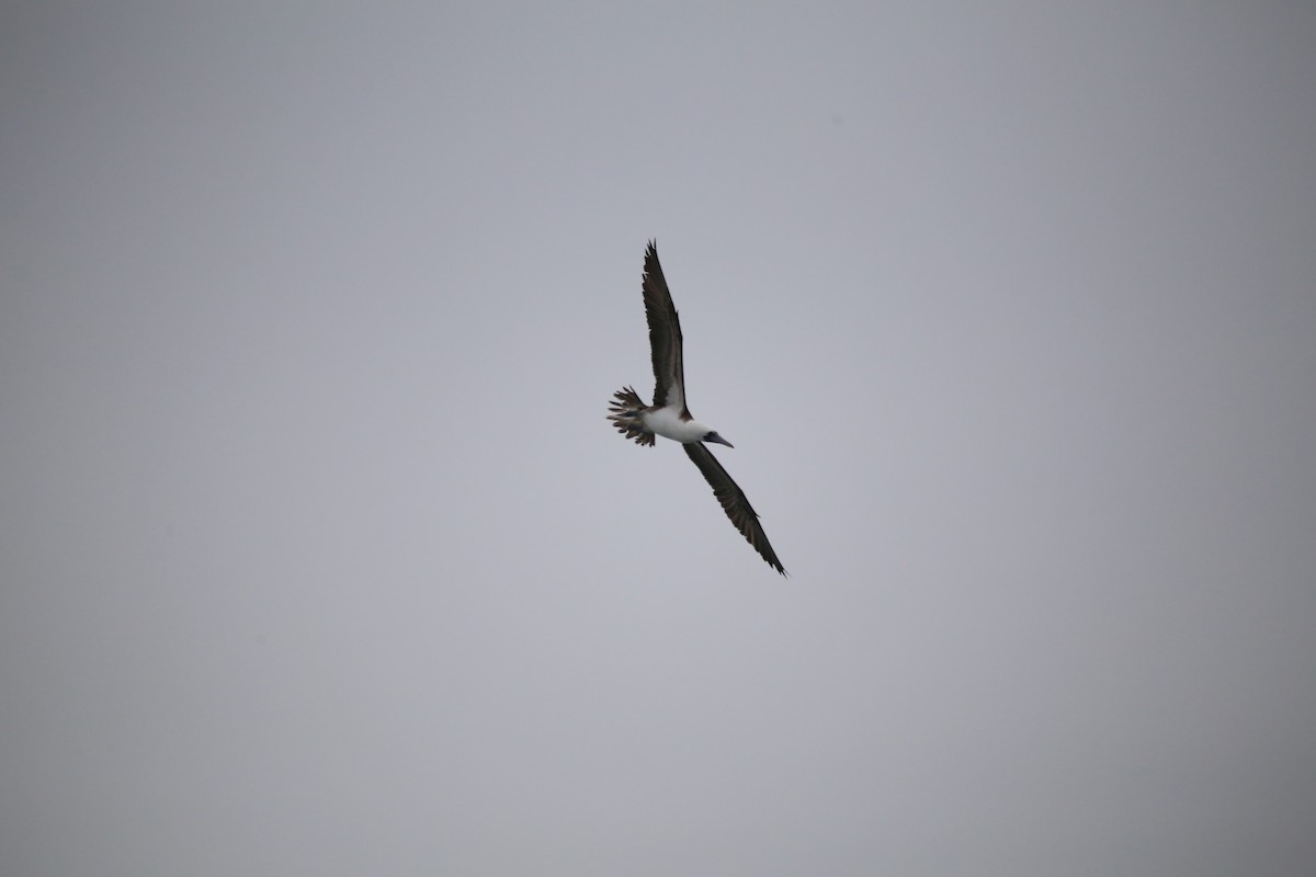 Peruvian Booby - ML647454134