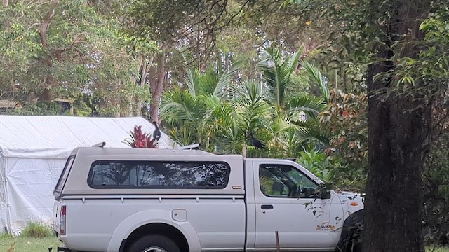 Australpurpurhuhn - ML647454136