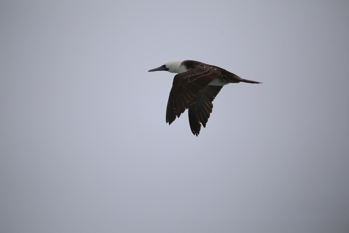 Peruvian Booby - ML647454137