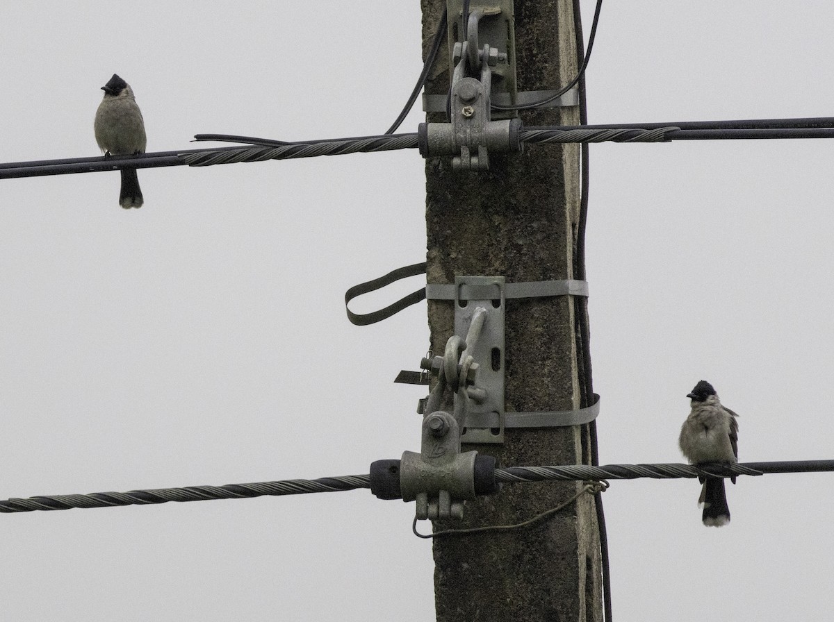 Rußhaubenbülbül - ML647454138