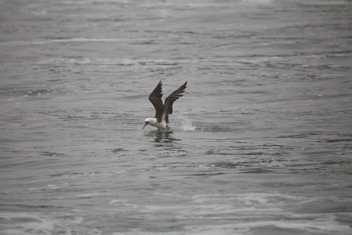 Peruvian Booby - ML647454140