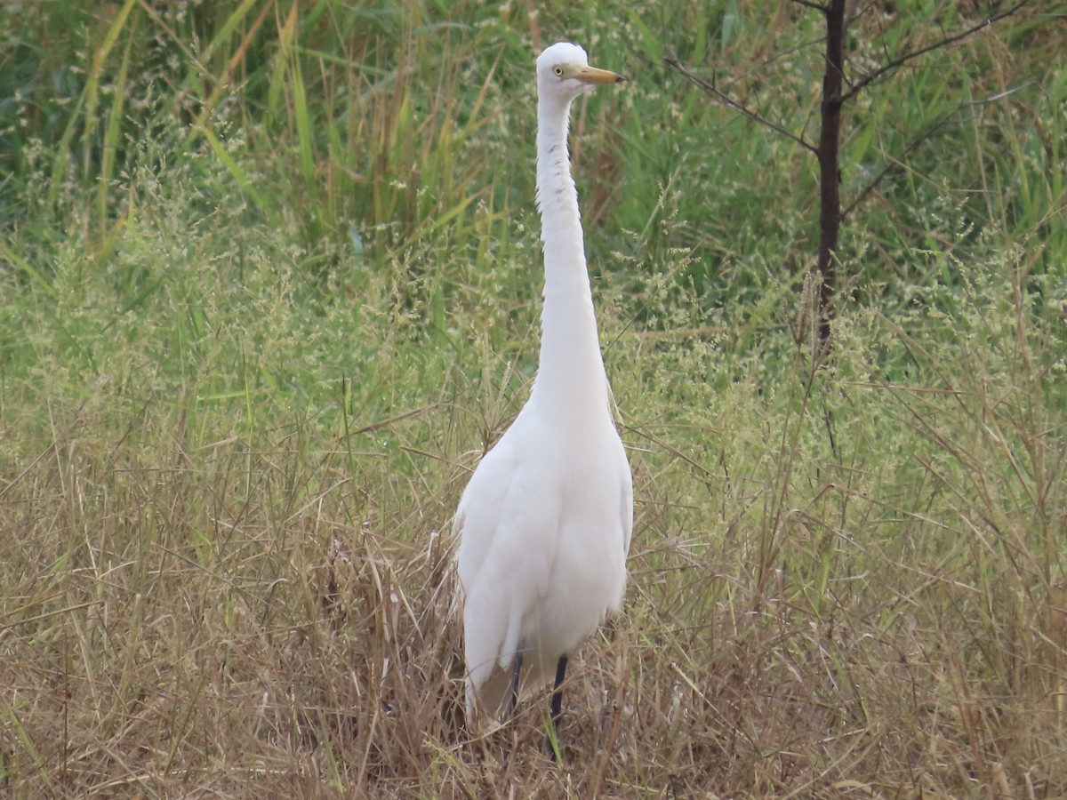 Asienmittelreiher - ML647454141