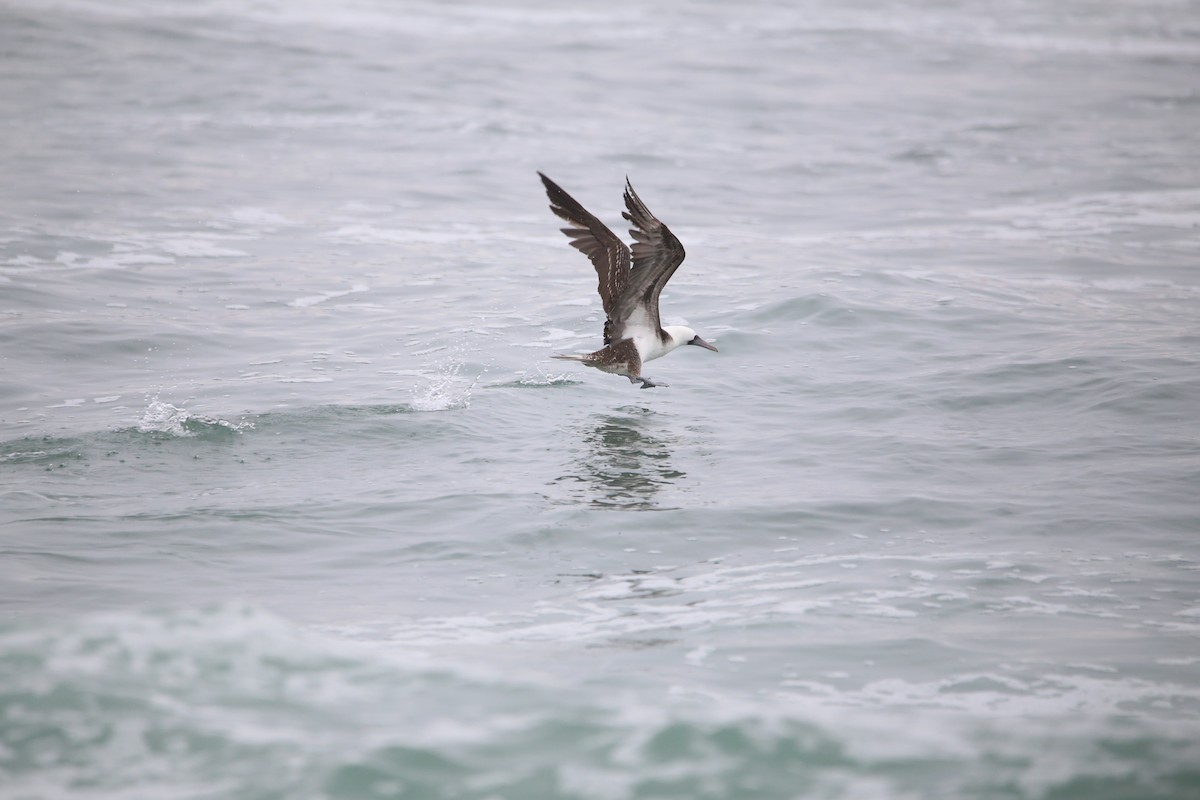Peruvian Booby - ML647454142
