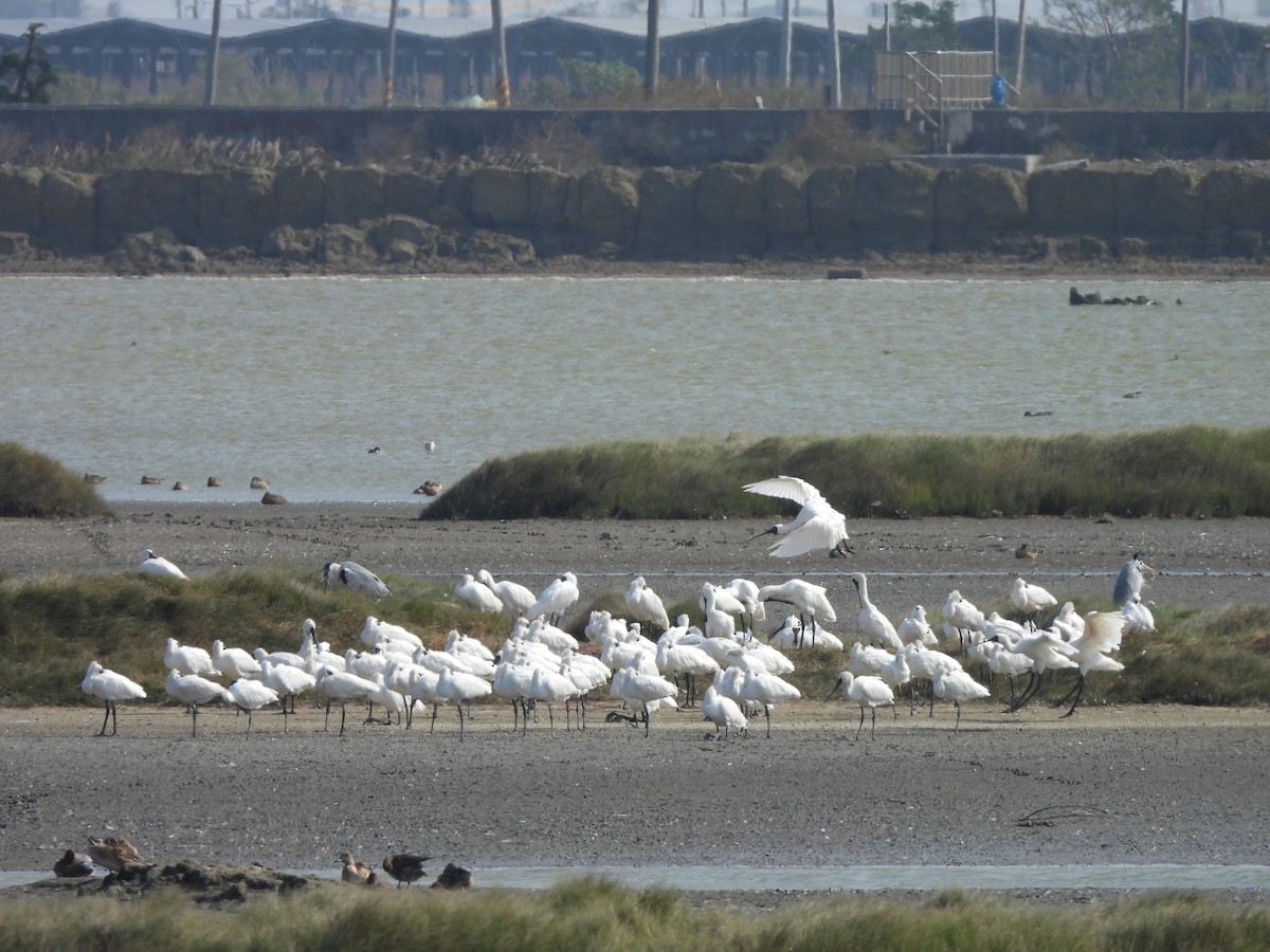 Schwarzgesichtlöffler - ML647454143