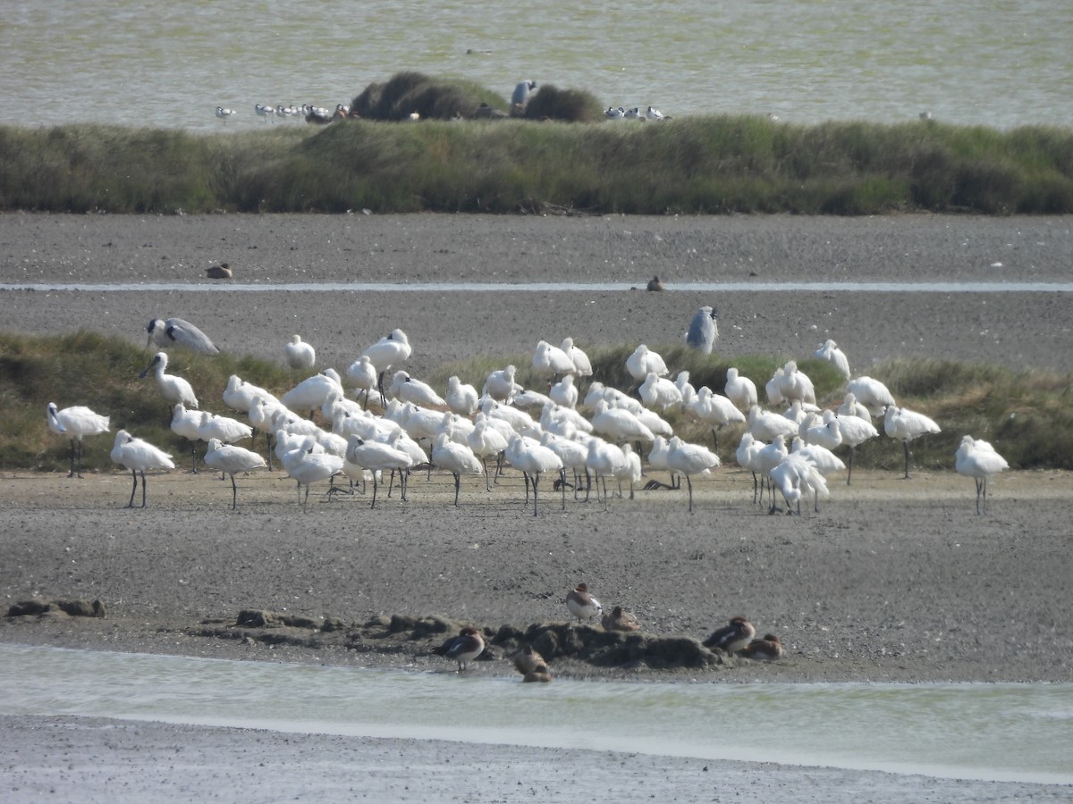 Schwarzgesichtlöffler - ML647454144