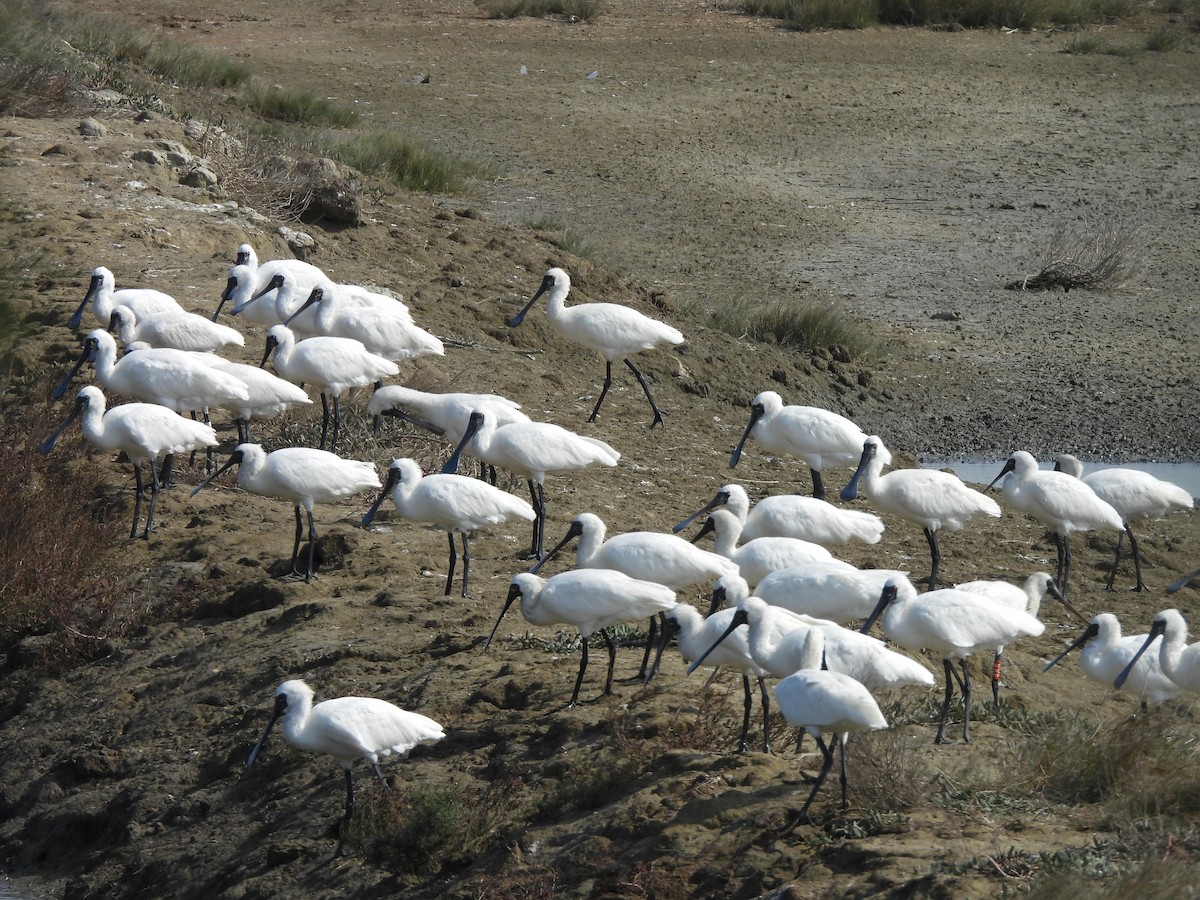 Schwarzgesichtlöffler - ML647454145