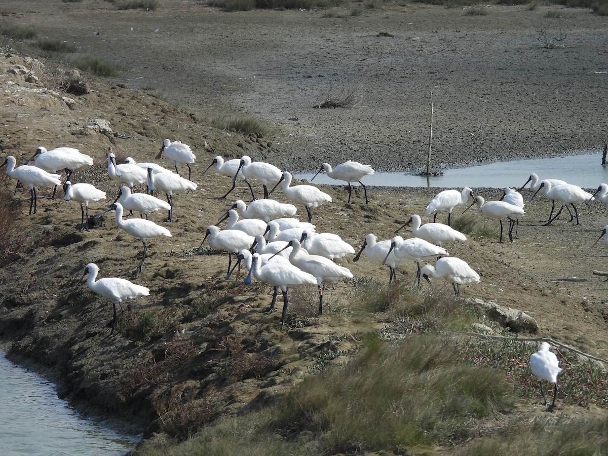 Schwarzgesichtlöffler - ML647454146