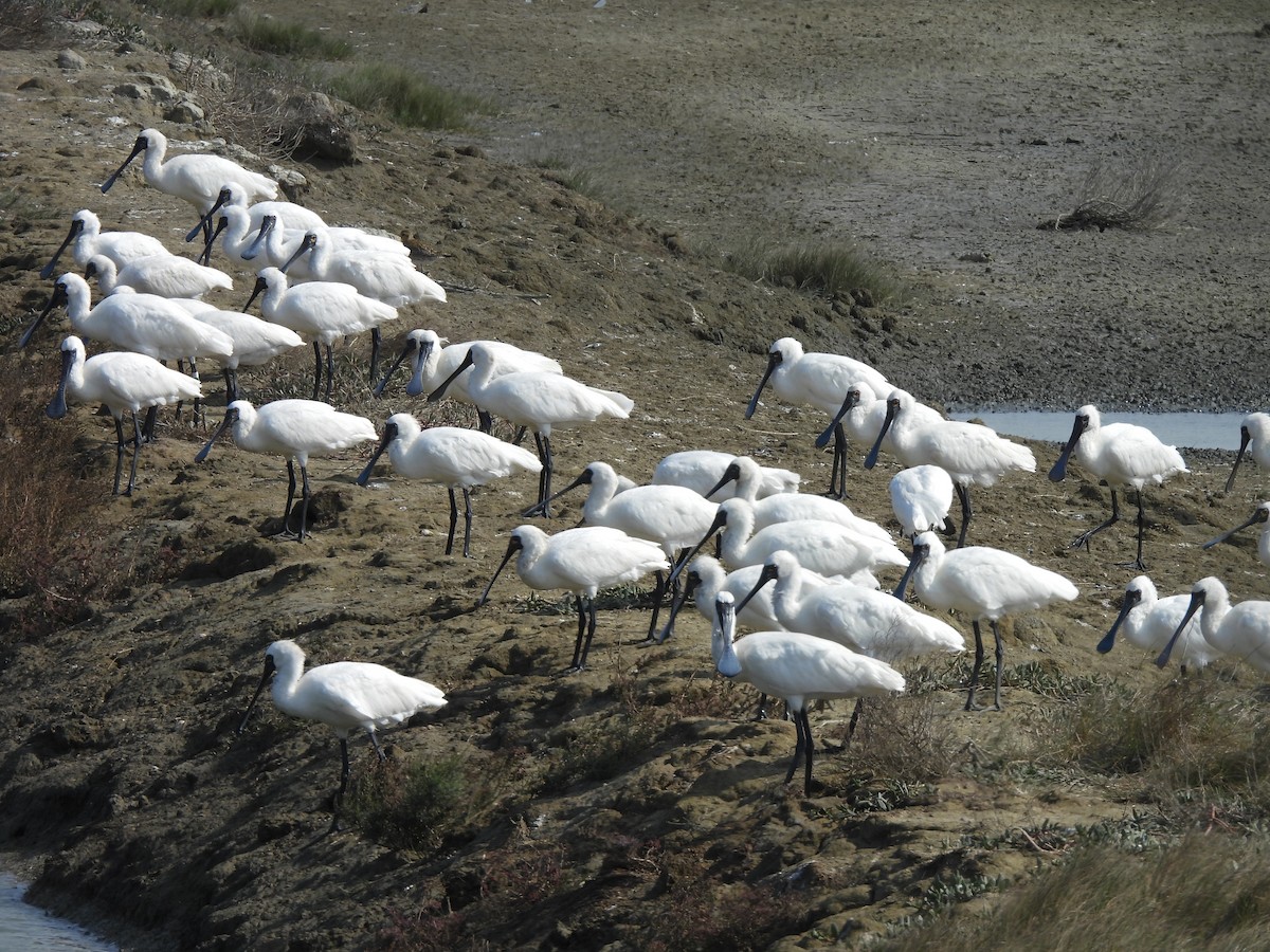 Schwarzgesichtlöffler - ML647454147