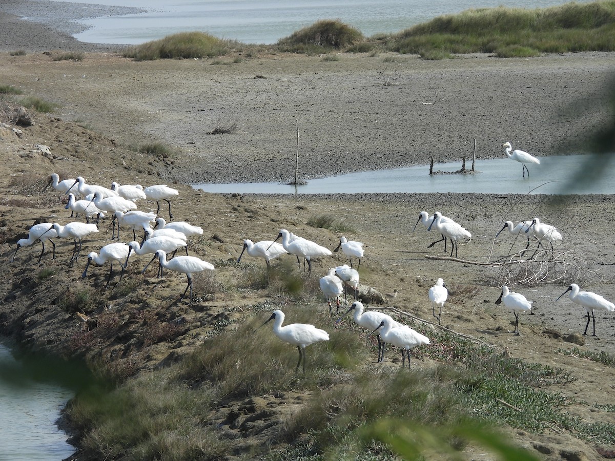 Schwarzgesichtlöffler - ML647454148