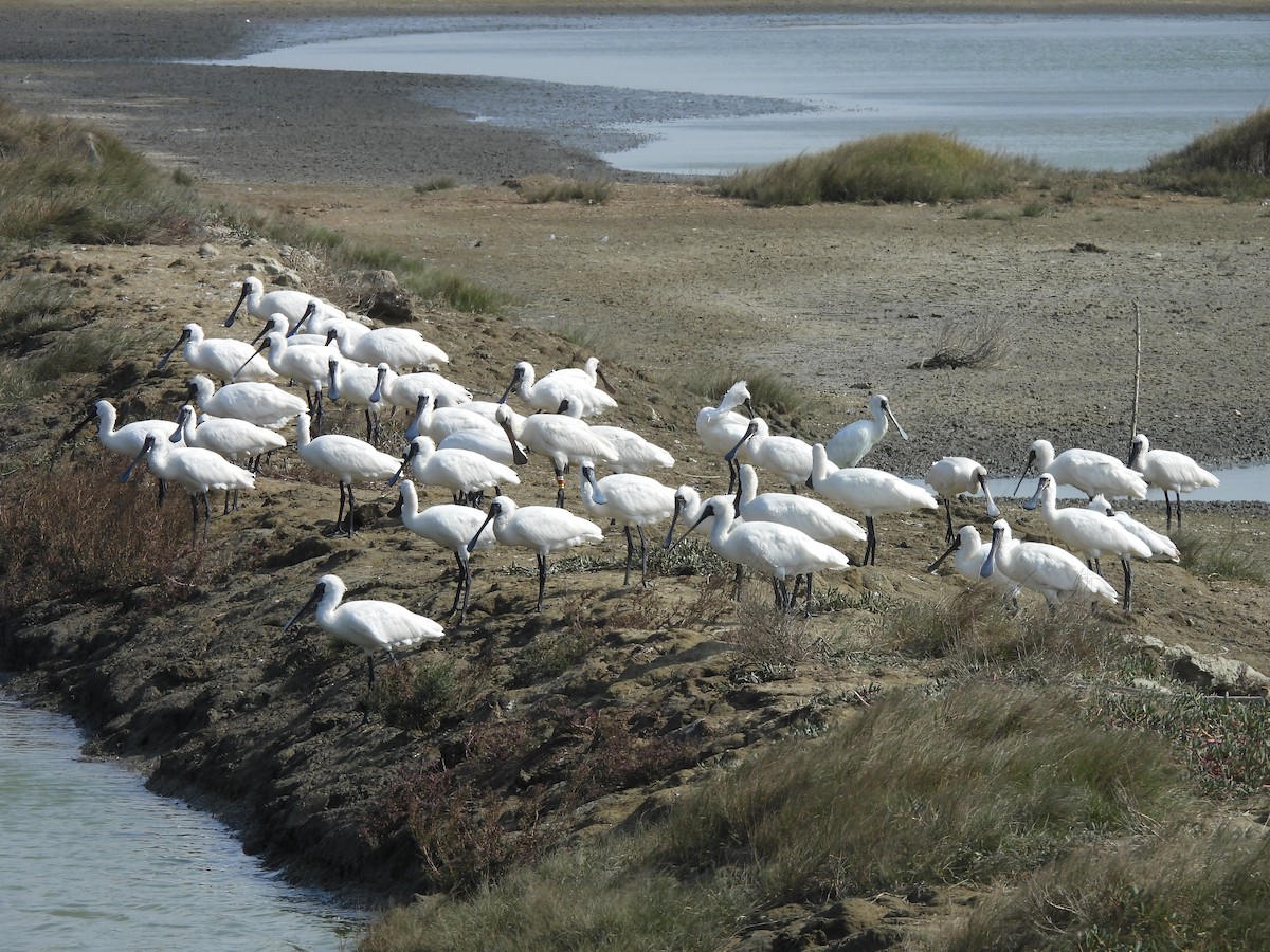 Schwarzgesichtlöffler - ML647454149