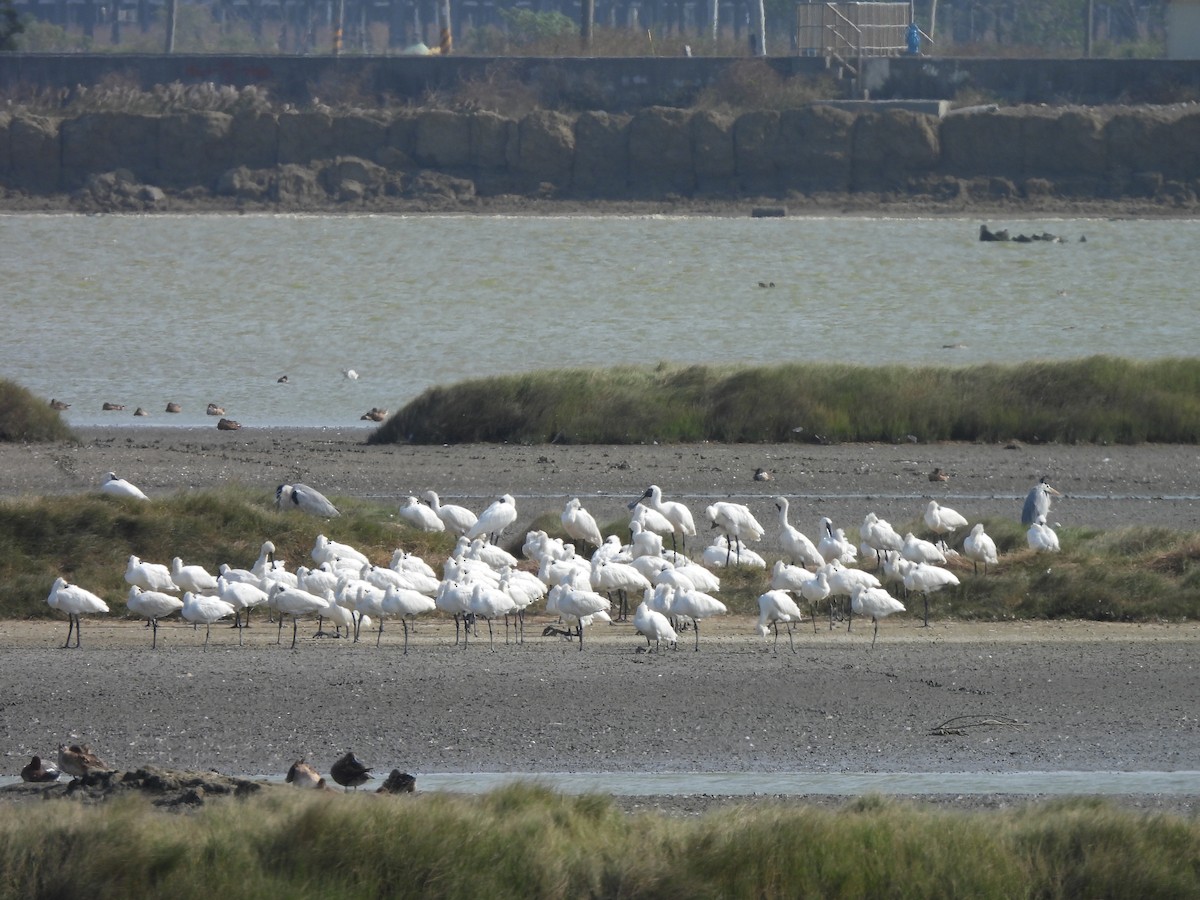 Schwarzgesichtlöffler - ML647454150