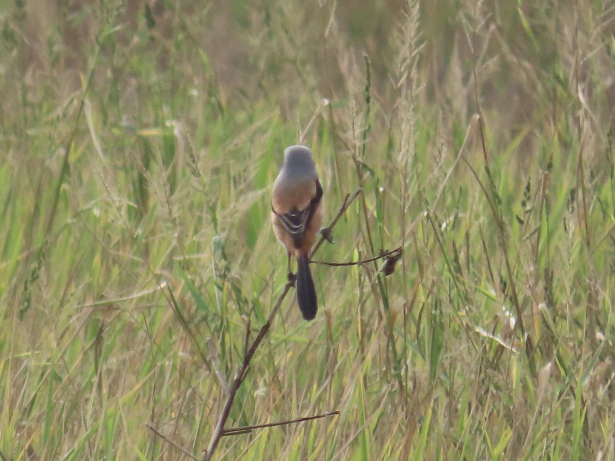 Schachwürger - ML647454151